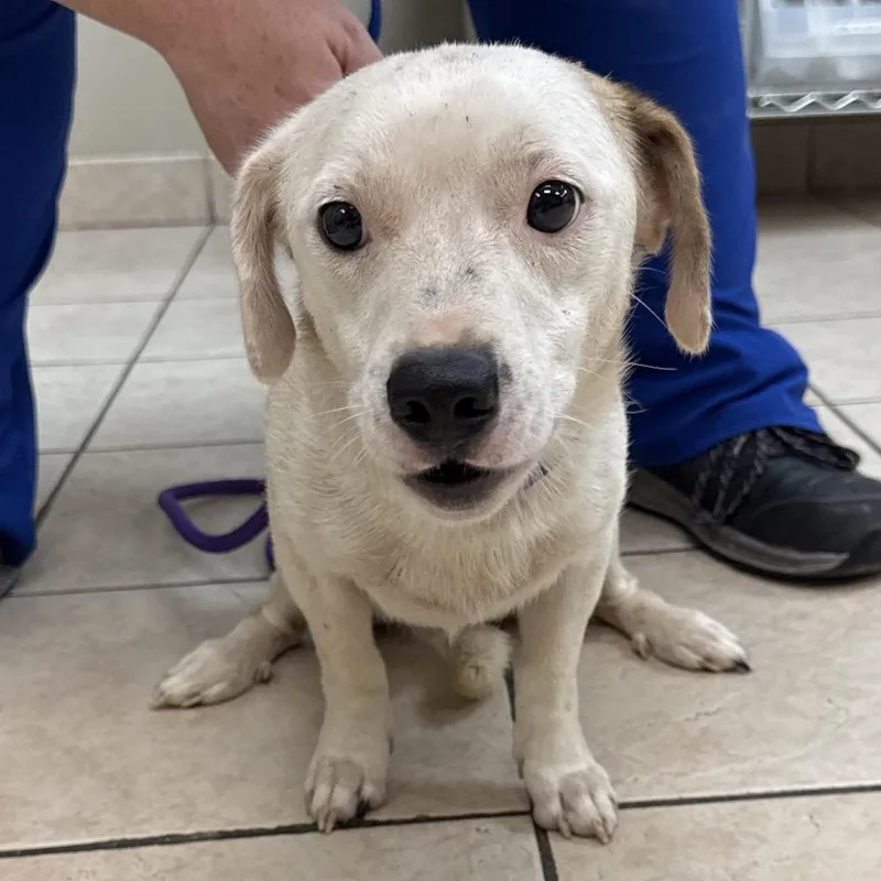 An adult medium-sized male Terrier dog named Zach Bryan for adoption in Birmingham, AL