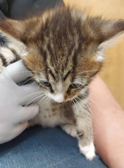 A baby small-sized male Domestic Short Hair cat named Smarties for adoption in Hartsville, SC