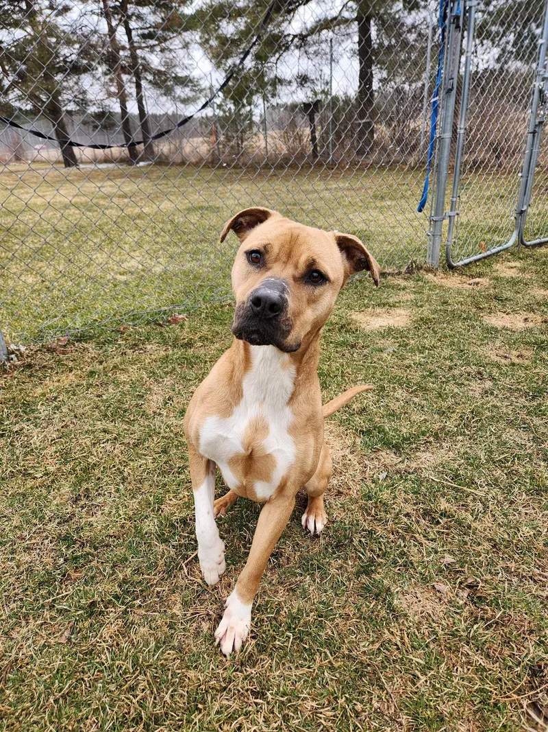 An adult medium-sized female Pit Bull Terrier dog named Storm for adoption in Caro, MI