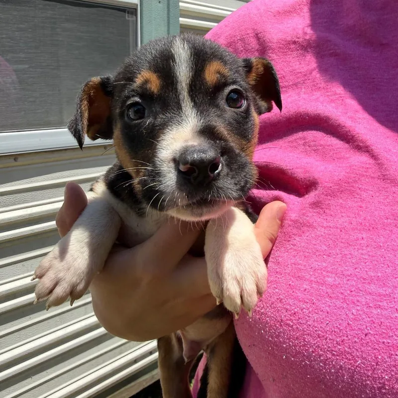 A baby small-sized male Brown / Chocolate Mixed Breed dog named Cherry for adoption in Hamilton, GA