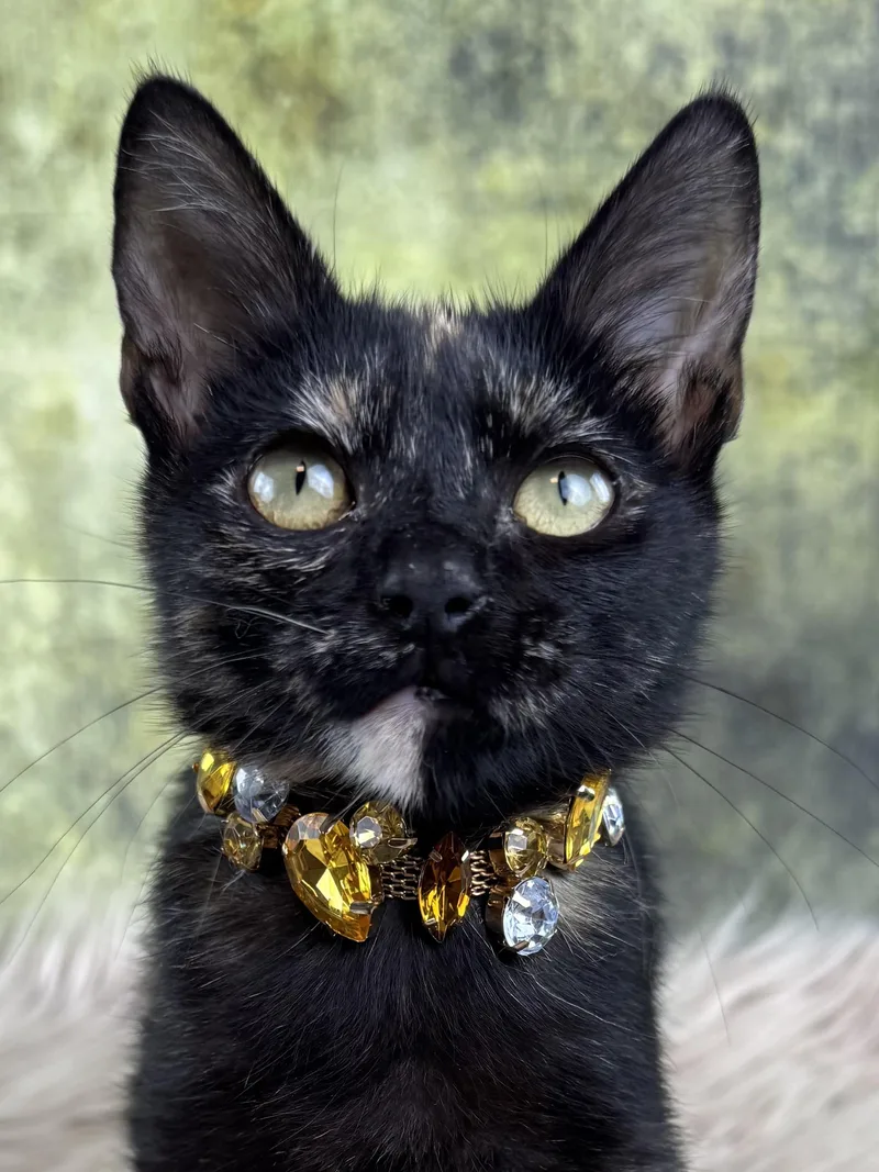 A baby small-sized female Tortoiseshell cat named Mimi for adoption in Houston, TX
