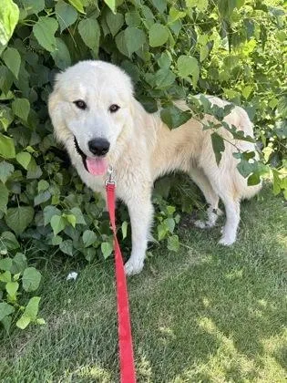 An adult large-sized male Great Pyrenees dog named Pickles for adoption in Merriam, KS