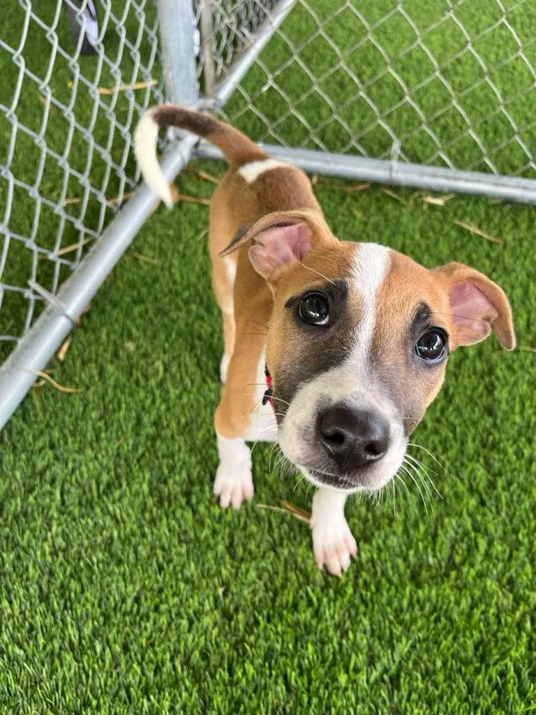 A baby medium-sized female Mixed Breed dog named Twilight for adoption in Brooklyn, NY