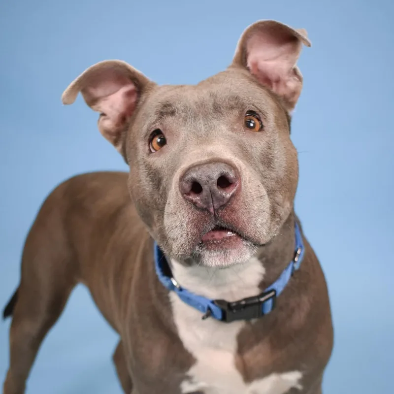 A senior medium-sized male Gray / Blue / Silver Terrier dog named Kobi for adoption in West Palm Beach, FL
