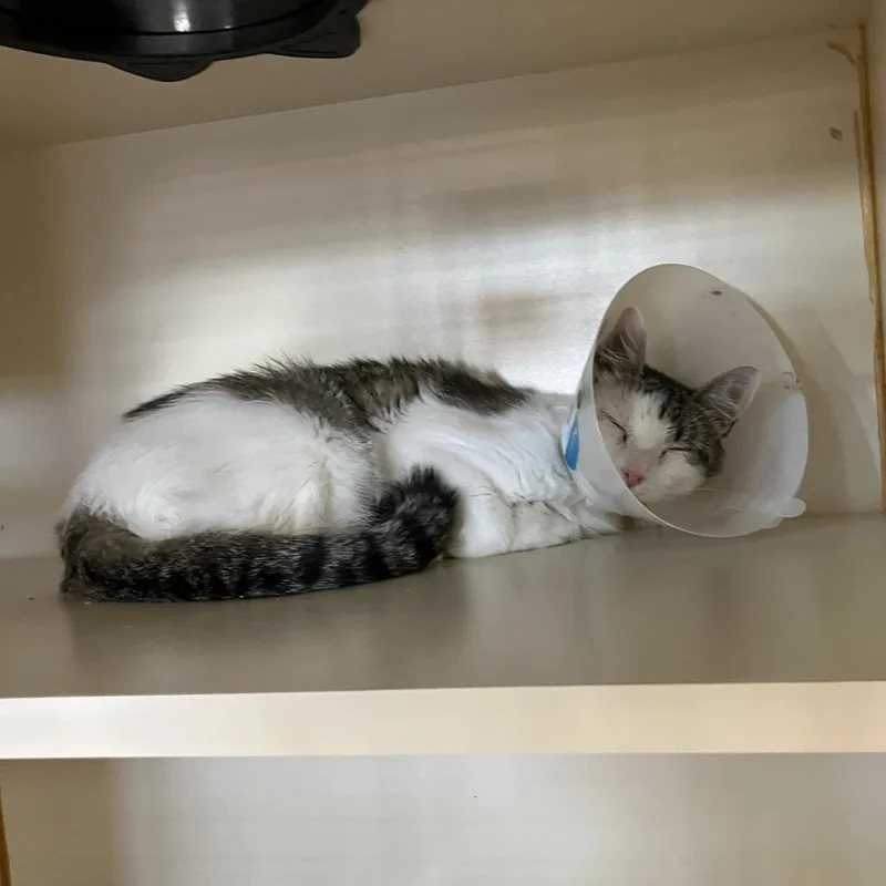 A young medium-sized female White Domestic Short Hair cat named Betsy for adoption in Idaho Falls, ID