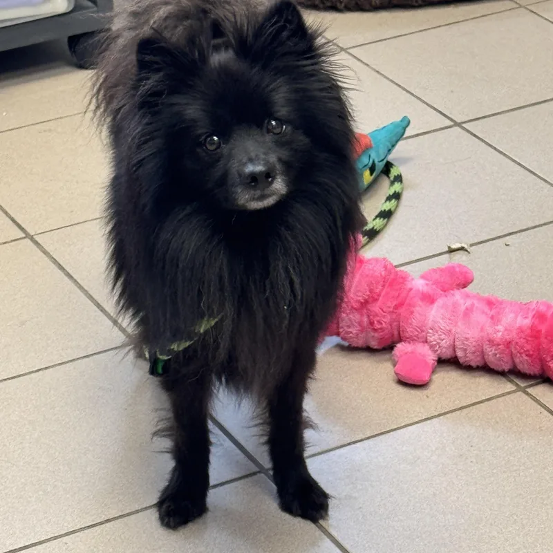 An adult small-sized male Pomeranian dog named Rebel for adoption in Philadelphia, PA