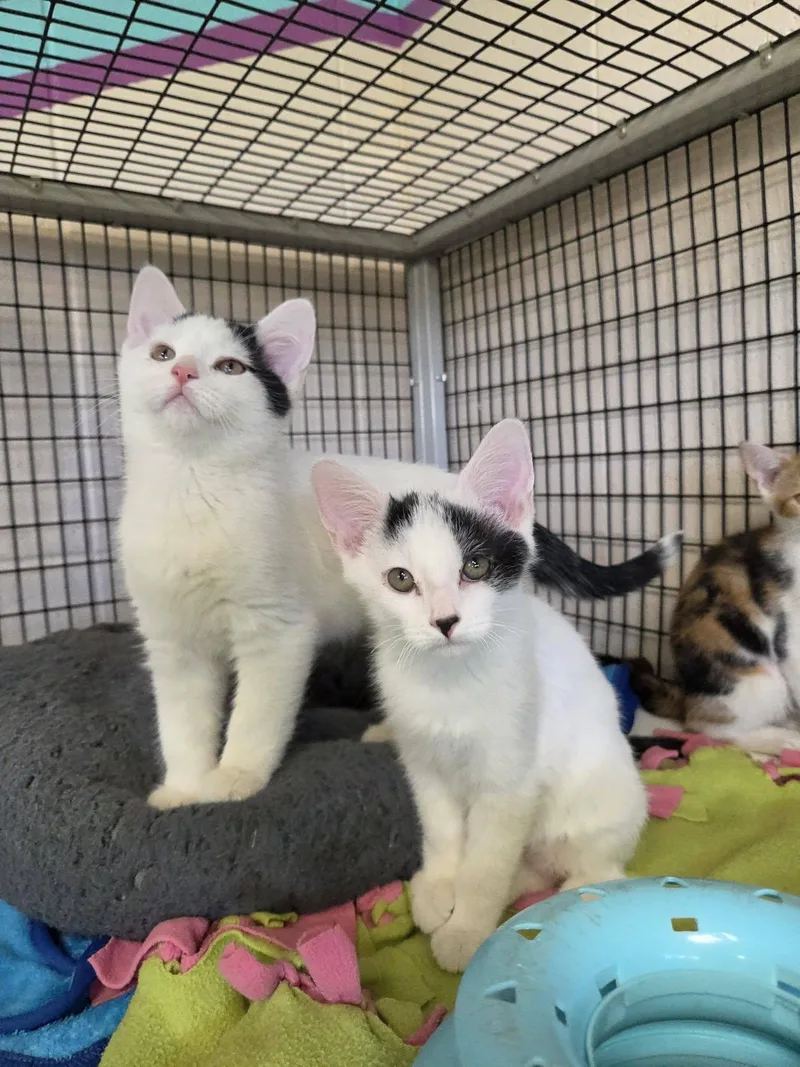 A baby medium-sized male Black & White / Tuxedo Domestic Short Hair cat named Clerk for adoption in Chilton, WI