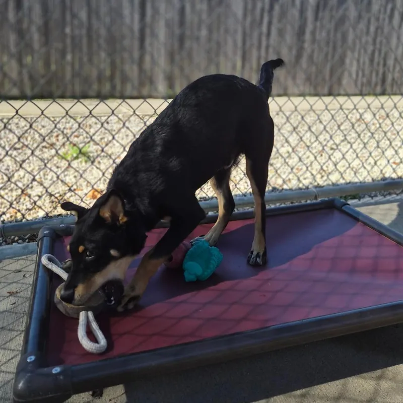 A baby medium-sized male Black Australian Cattle Dog / Blue Heeler dog named Jerry for adoption in Woodstock, IL