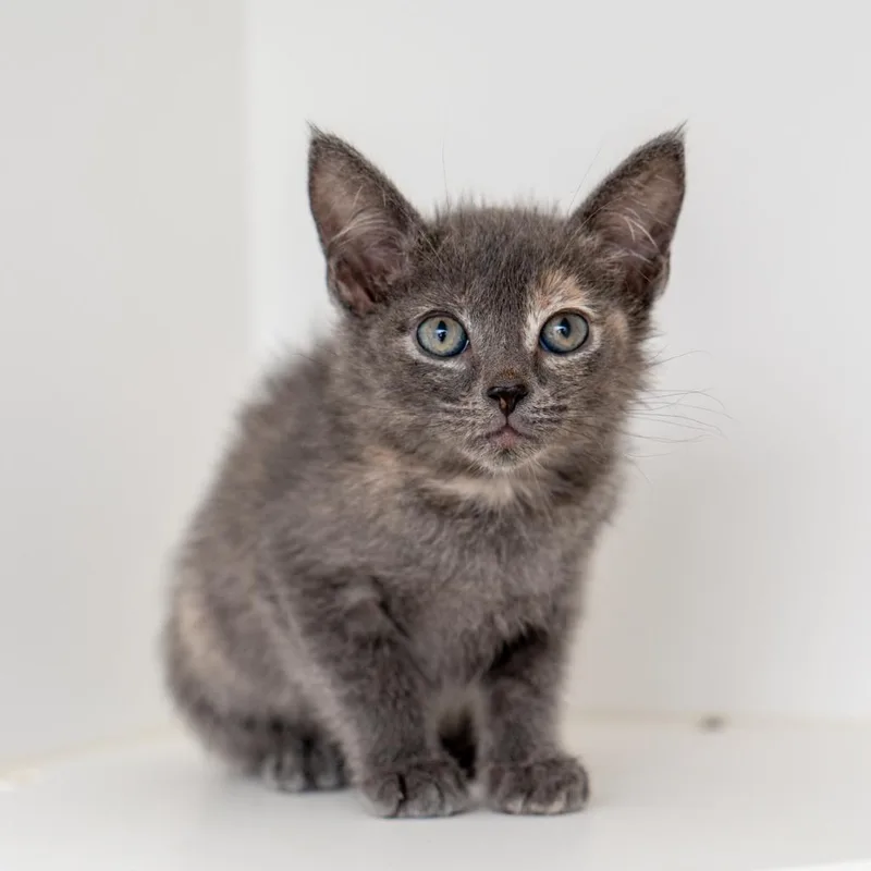 A baby small-sized female Tortoiseshell Domestic Short Hair cat named Tic for adoption in New York, NY