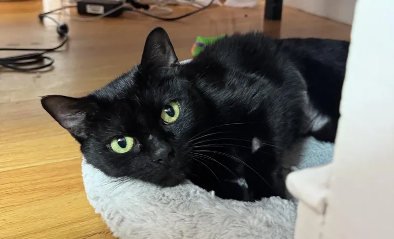 A baby medium-sized female Domestic Short Hair cat named Mariannaa for adoption in Beverly, MA