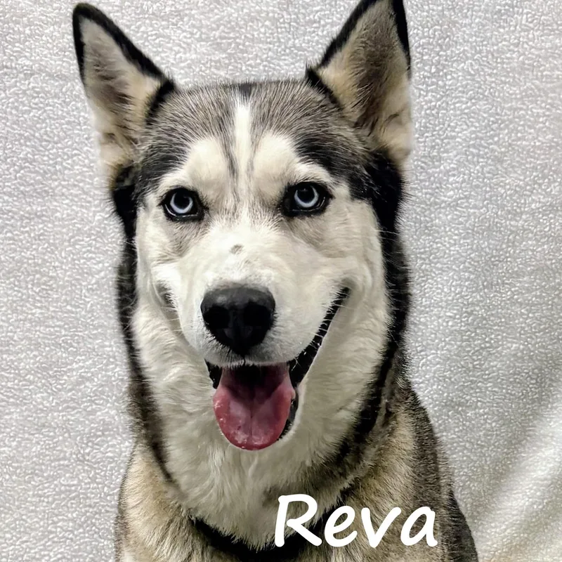 Reva thumbnail 2