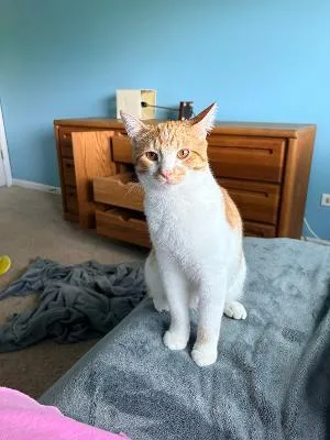 A baby medium-sized male Orange & White Domestic Short Hair cat named Harry Boy for adoption in Mokena, IL