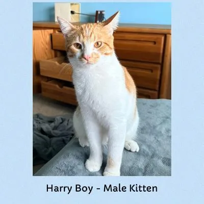 Harry Boy thumbnail 5