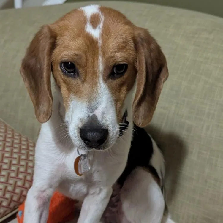 A young small-sized male White / Cream Beagle dog named Rd for adoption in Fairfax Station, VA