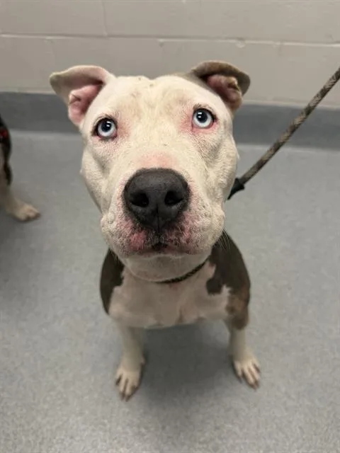 An adult medium-sized female Pit Bull Terrier dog named Wanda for adoption in Indianapolis, IN