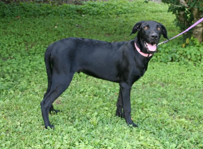 A young medium-sized male Black Labrador Retriever dog named Bruno for adoption in Pulaski, TN