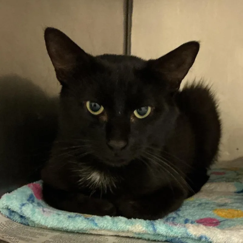 An adult medium-sized male Black Domestic Short Hair cat named Fisher for adoption in Elizabeth City, NC