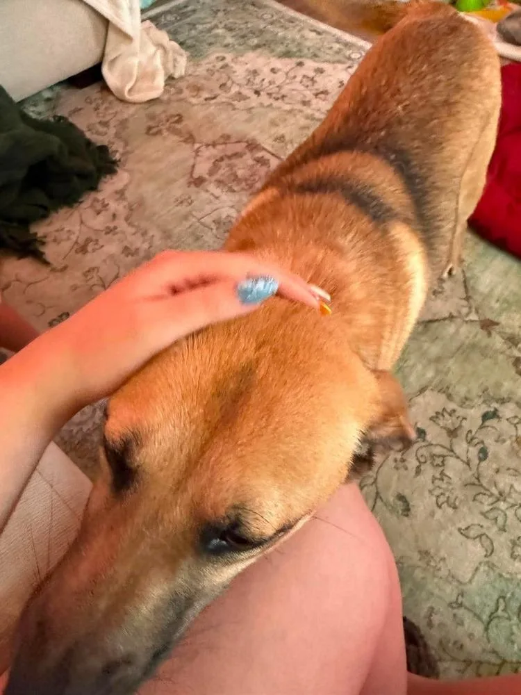 A young medium-sized female Yellow / Tan / Blond / Fawn Labrador Retriever dog named Blanche for adoption in Statesville, NC