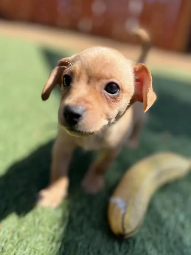 A baby small-sized male Mixed Breed dog named King Edward for adoption in El Cajon, CA