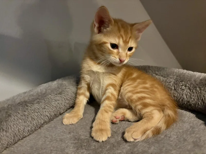 A baby medium-sized male Orange / Red Domestic Short Hair cat named Cosmo for adoption in Roxboro, NC