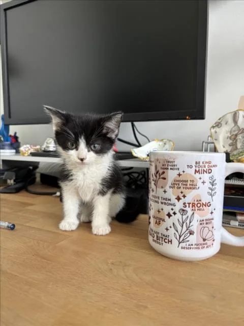 A baby small-sized male Domestic Short Hair cat named Checkers for adoption in Chapel Hill, NC