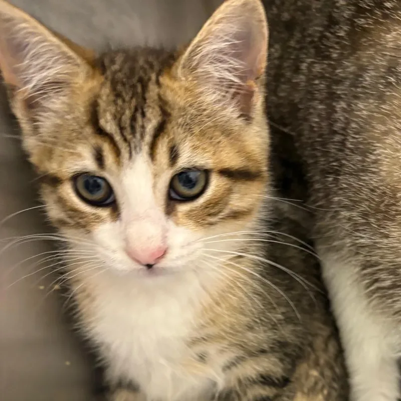A baby small-sized female Brown / Chocolate Domestic Short Hair cat named Liberty for adoption in Pennsville, NJ