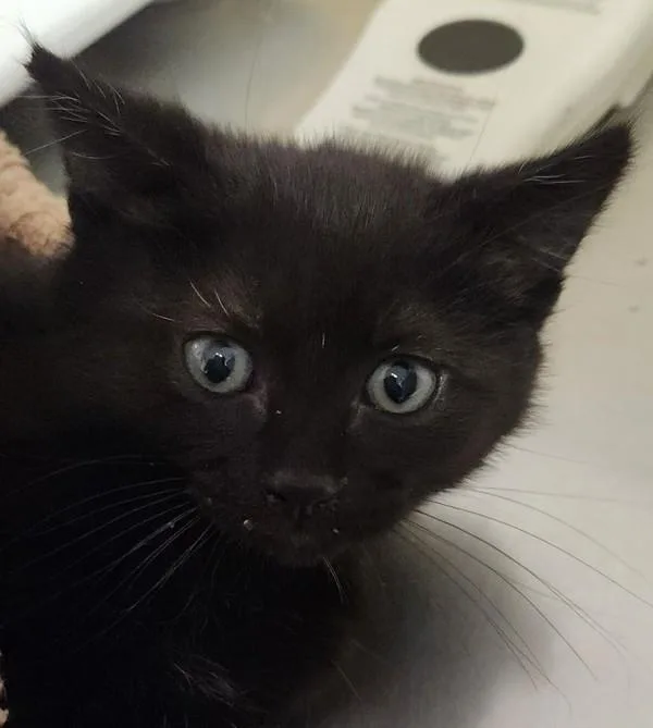 A baby small-sized female Domestic Medium Hair cat named Aisling for adoption in Vancouver, WA