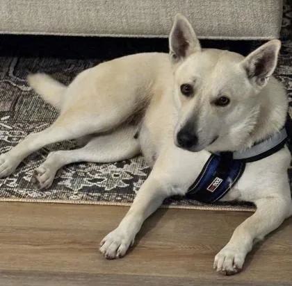 An adult medium-sized female White / Cream Carolina Dog dog named Lucy Lou for adoption in Houston, TX