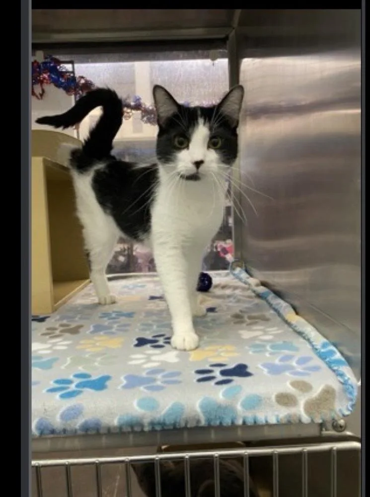 An adult medium-sized male Domestic Short Hair cat named Sam for adoption in Lafayette, CO