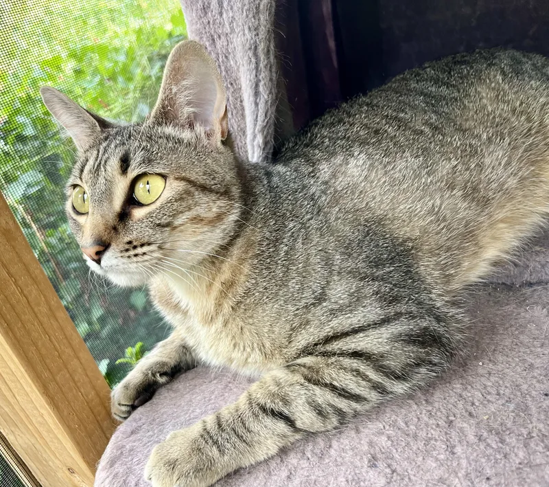 A young medium-sized female Tabby (Gray / Blue / Silver) Domestic Short Hair cat named Mimi for adoption in Prescott, AZ