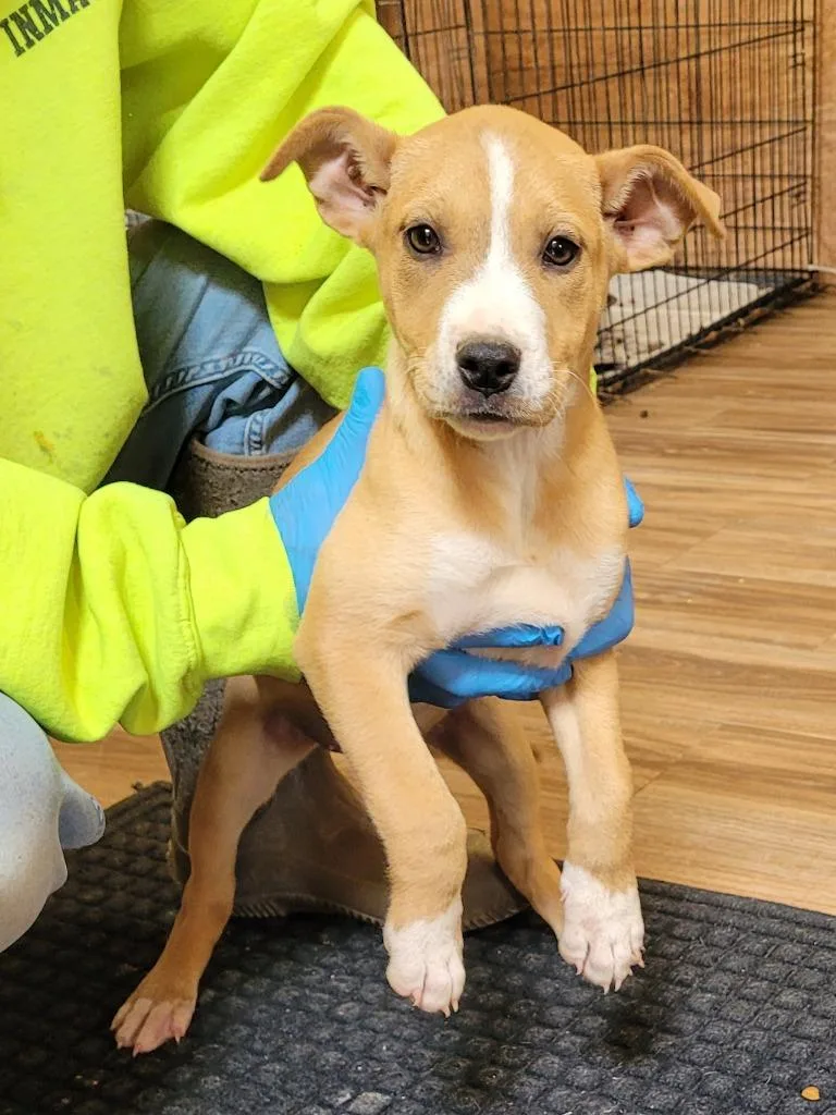 A baby small-sized female Mixed Breed dog named Keener Pup for adoption in Lawrenceburg, TN