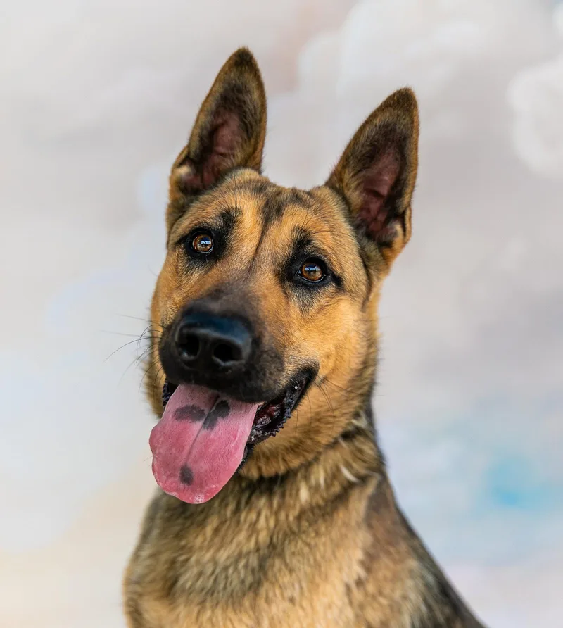 A young medium-sized male German Shepherd Dog dog named Jackson for adoption in Pasadena, CA
