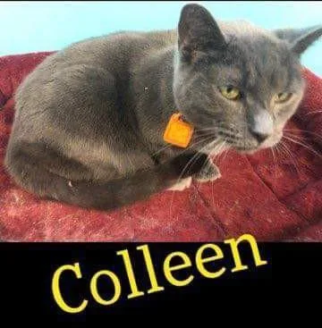 A senior medium-sized female Domestic Short Hair cat named Colleen for adoption in Kendallville, IN