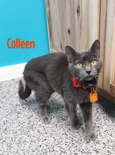 Colleen thumbnail 2