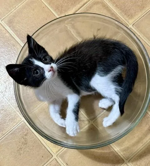 A baby small-sized male Domestic Short Hair cat named Alfred for adoption in Sacramento, CA