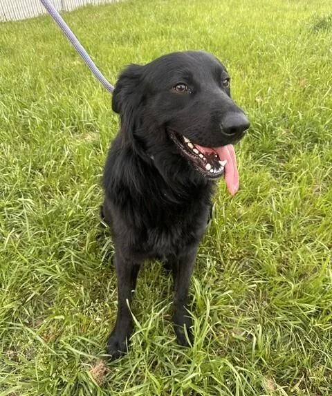 A young medium-sized male Black Flat-Coated Retriever dog named Artemis for adoption in Washington, DC