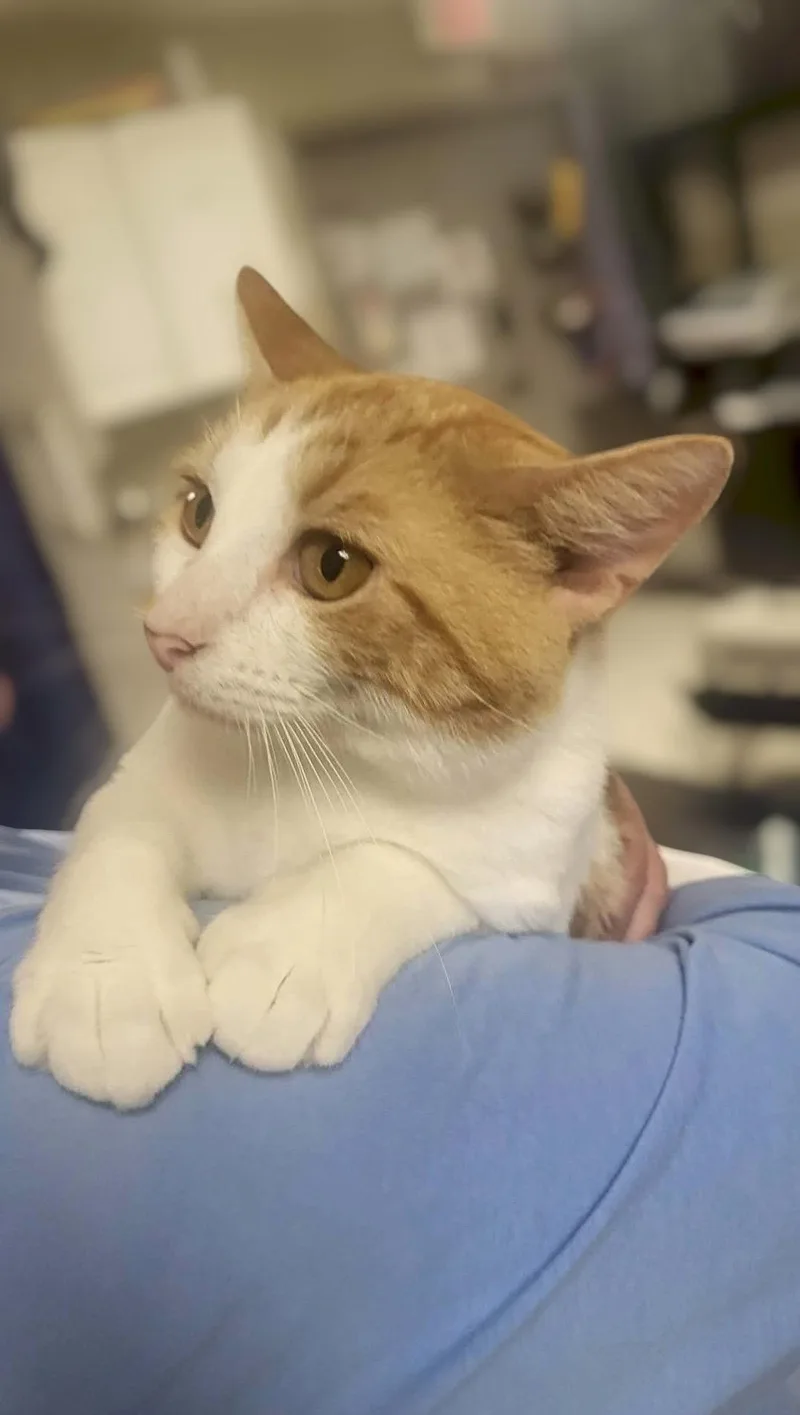 An adult medium-sized male Orange & White Domestic Short Hair cat named Sasquatch for adoption in Champaign, IL