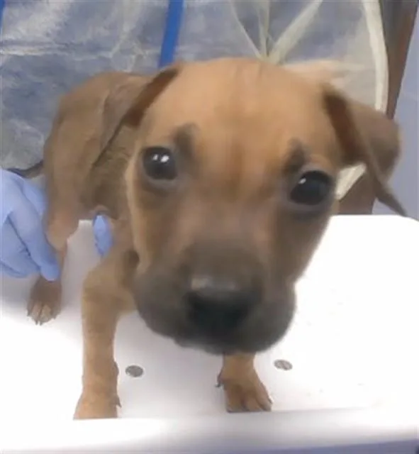A baby large-sized male Pit Bull Terrier dog named Davos for adoption in Phoenix, AZ