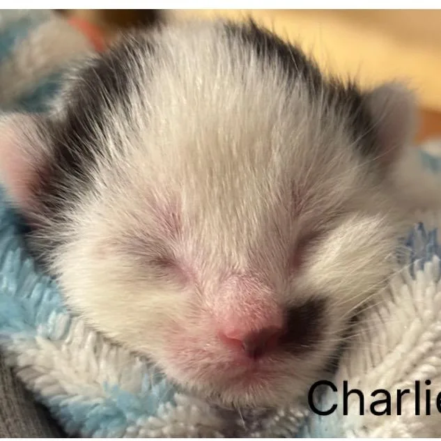 A baby small-sized male White Domestic Short Hair cat named Charlie for adoption in Tustin, CA