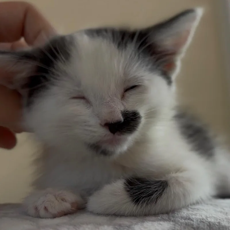 Charlie thumbnail 2