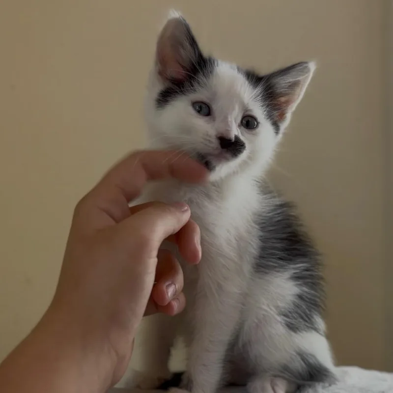 Charlie thumbnail 3