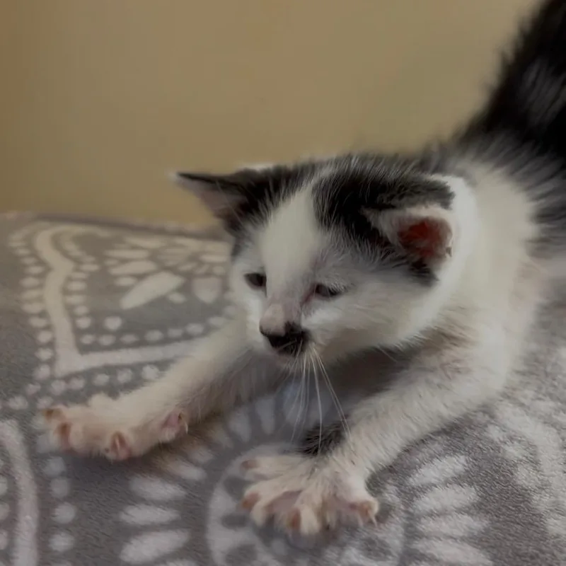Charlie thumbnail 4