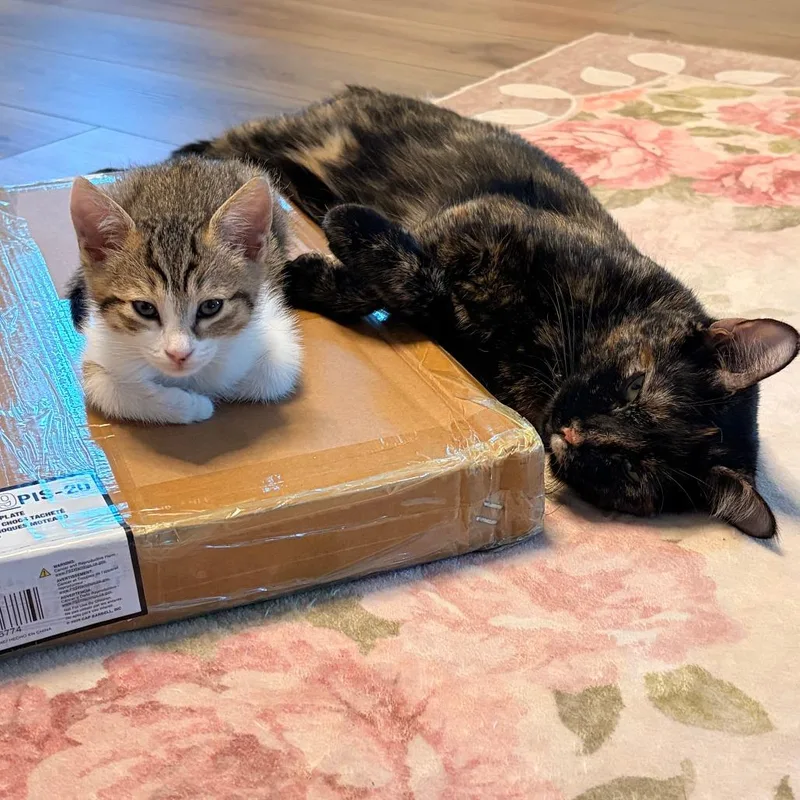 A baby small-sized female Brown / Chocolate Domestic Short Hair cat named Yanky for adoption in Austin, TX