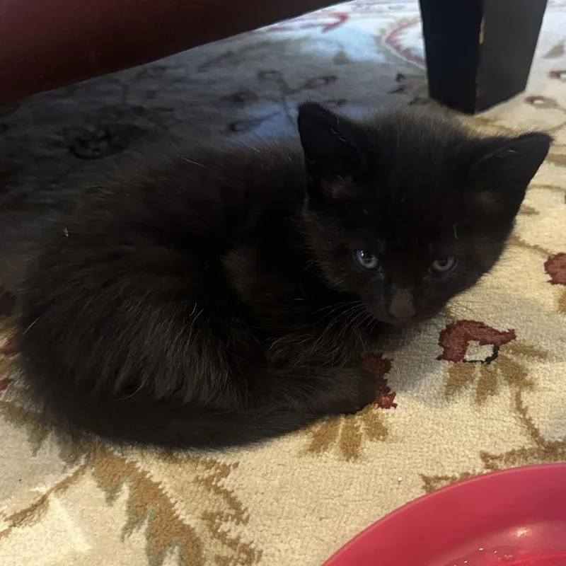 A baby medium-sized female Black Domestic Short Hair cat named Primrose for adoption in Fairfax, VA