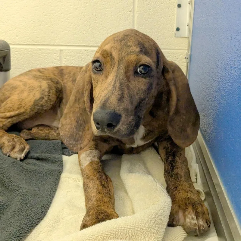 A baby medium-sized male Mixed Breed dog named Dan for adoption in Hendersonville, NC