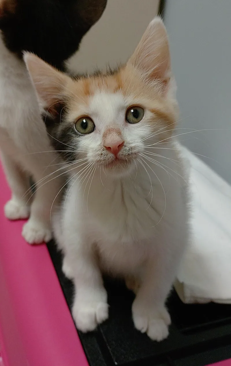 A baby medium-sized female Calico cat named Mary Jane for adoption in Baltimore, MD