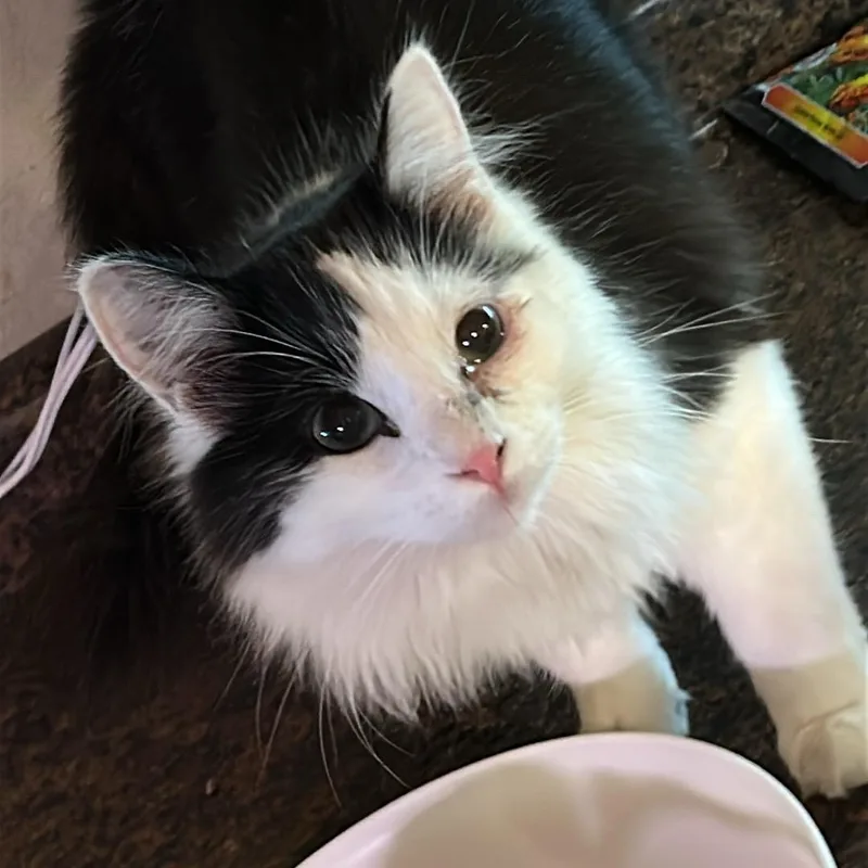 An adult medium-sized male American Shorthair cat named GrassHopper for adoption in Milbank, SD