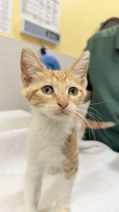 A baby small-sized female Domestic Short Hair cat named Sadie for adoption in Honolulu, HI