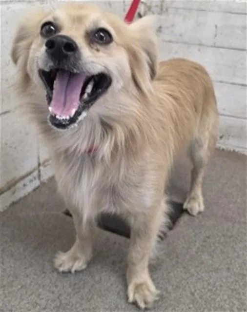 An adult small-sized male Papillon dog named Mascarpone for adoption in San Bernardino, CA