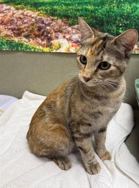 A young small-sized female Domestic Short Hair cat named Kathy for adoption in Moreno Valley, CA